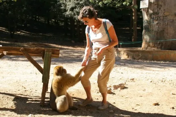 A traveler interacts with a friendly Barbary monkey in the cedar forests of Ifrane during the Fes to Marrakech Desert Tour 4 Days, enjoying Morocco’s wildlife experience.